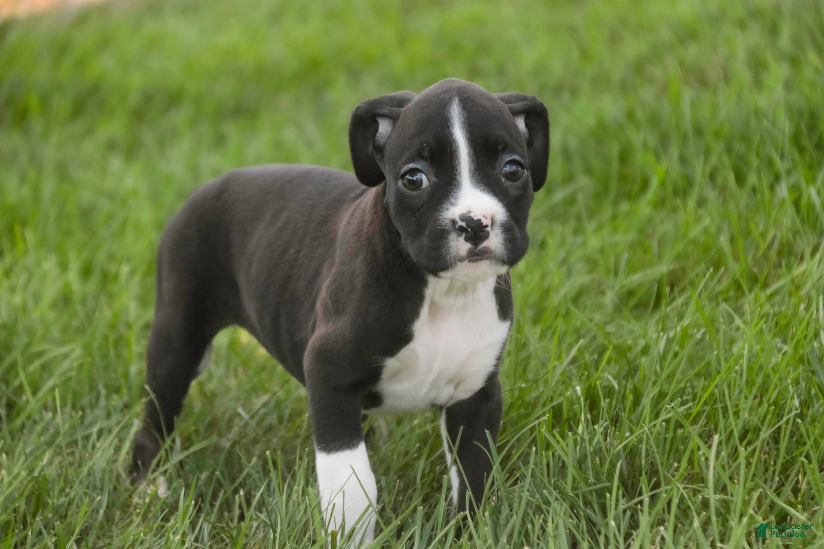 Boxer dogs Chloe - Ad 2