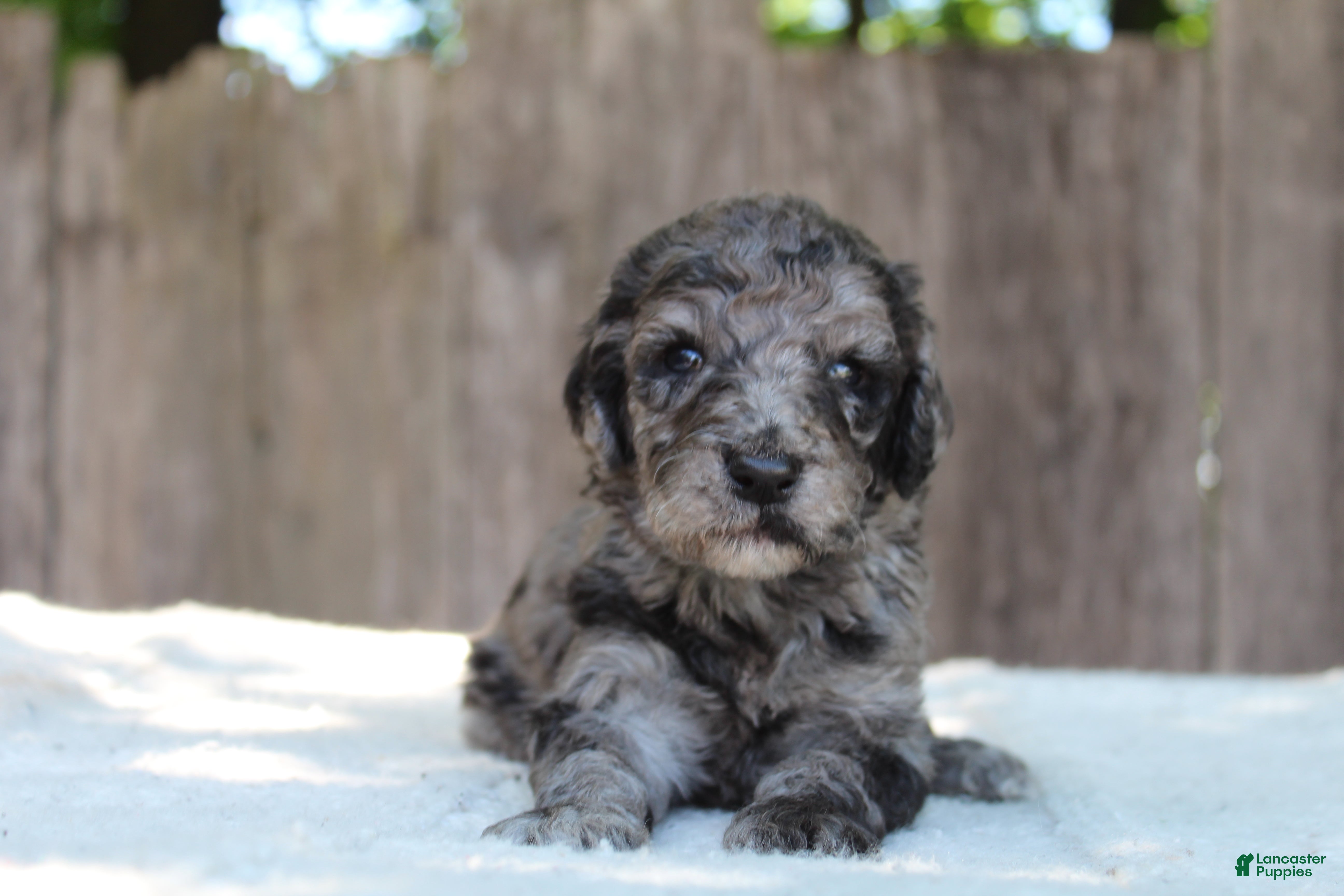 Standard Poodle dogs for sale: Ash AKC Standard Poodle - Ad 4