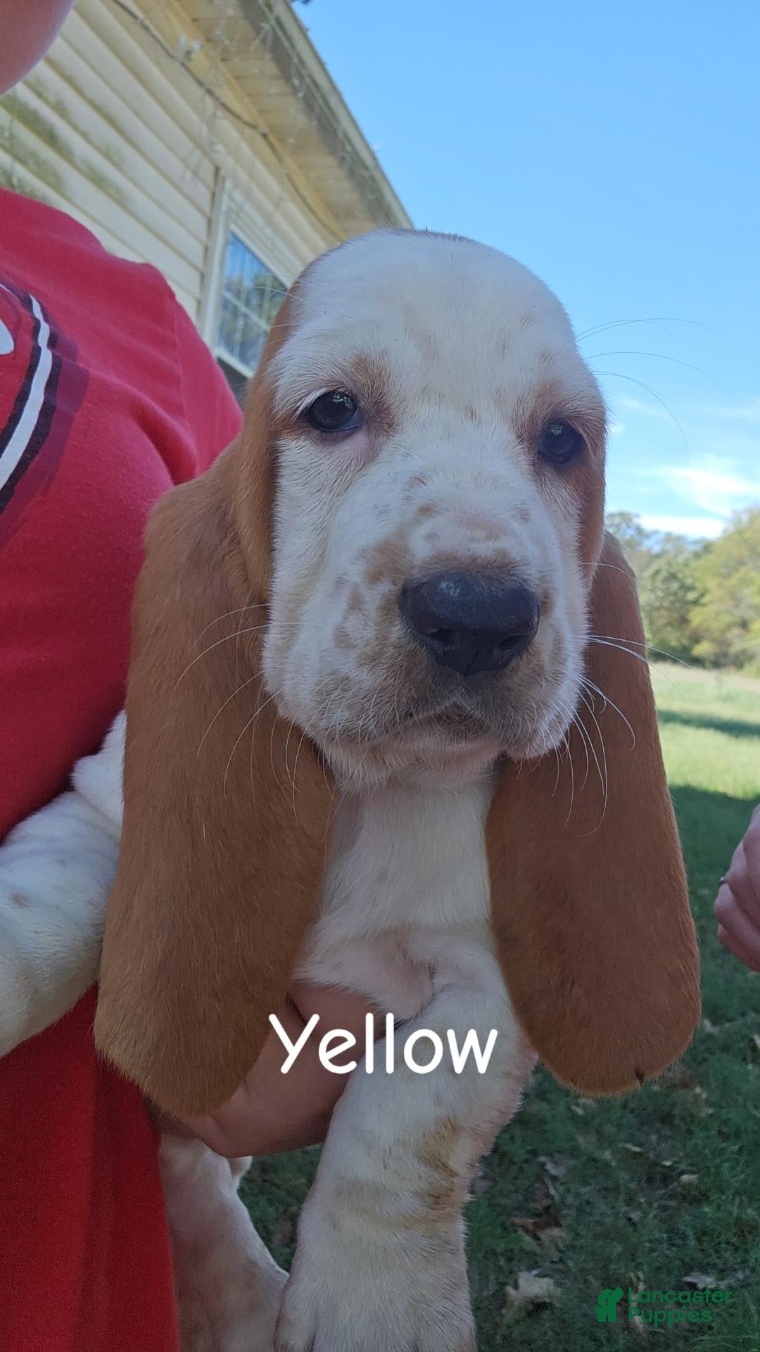 Basset Hound dogs for sale: Basset Hound-Yellow - Ad 1