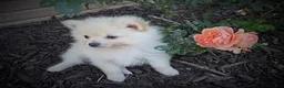 Pomeranian dogs for sale: Rick - Ad 3