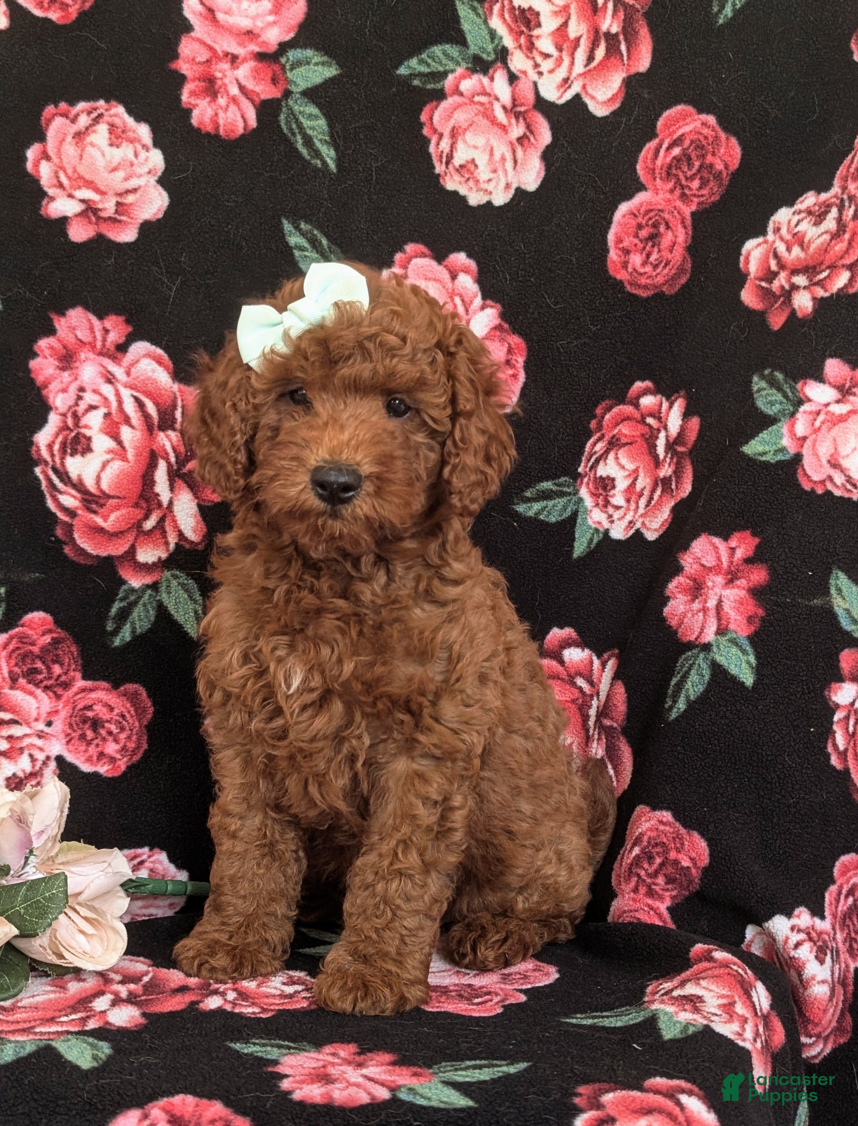 Mini Goldendoodle dogs Keira Hypoallergenic - Ad 1