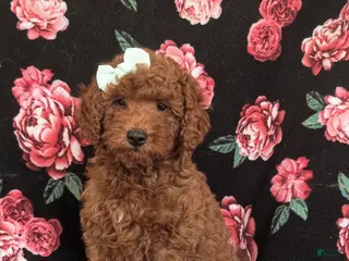 Mini Goldendoodle dogs for sale: Keira Hypoallergenic - Ad 4