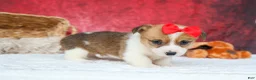 Welsh Corgi Pembroke dogs for sale:   Arlo💙 - Ad 15