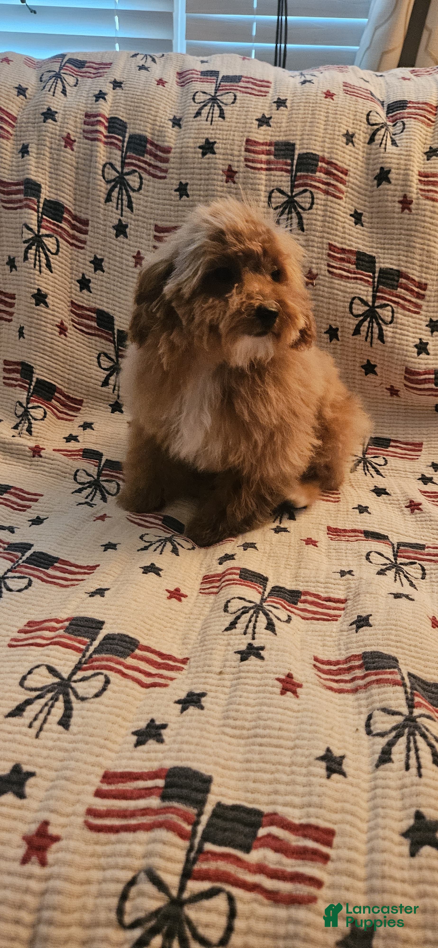 Toy Poodle dogs Nala - Ad 1