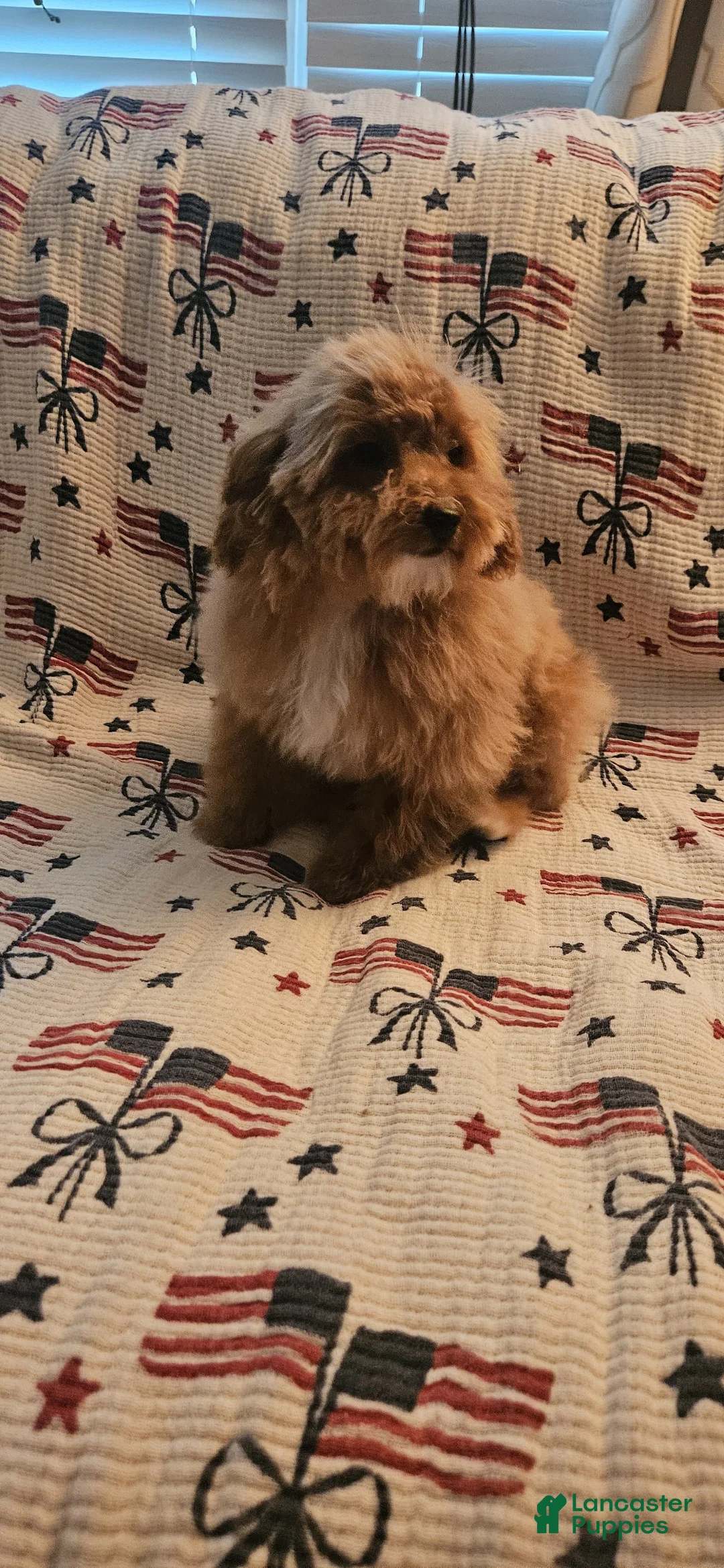 Toy Poodle dogs for sale: Nala - Ad 1
