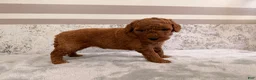 Mini Goldendoodle dogs for sale: Candy - Ad 4