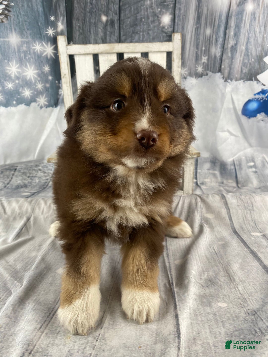 Australian Shepherd dogs for sale: Orion - Ad 10