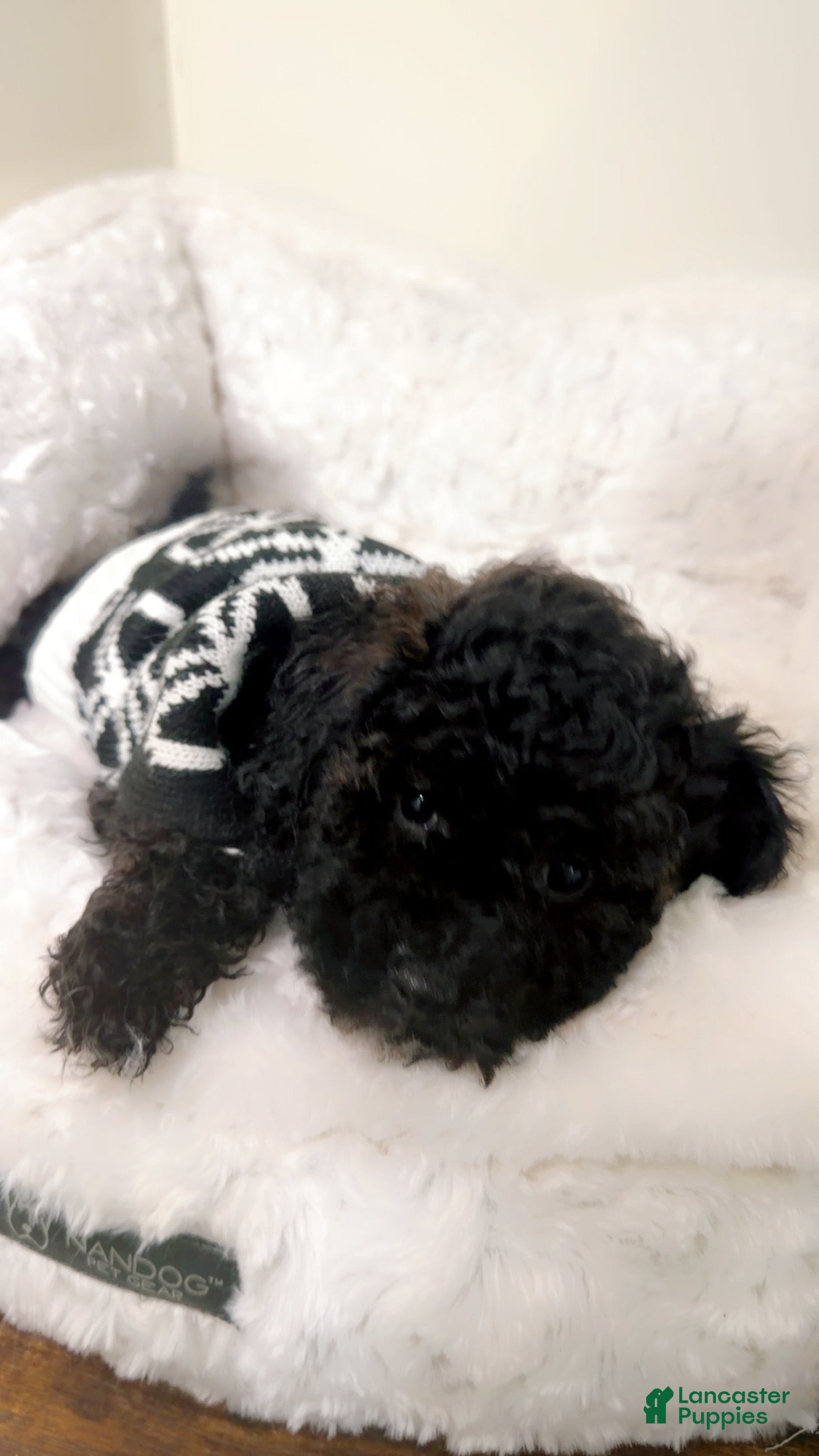 Maltipoo dogs Carter  - Ad 14