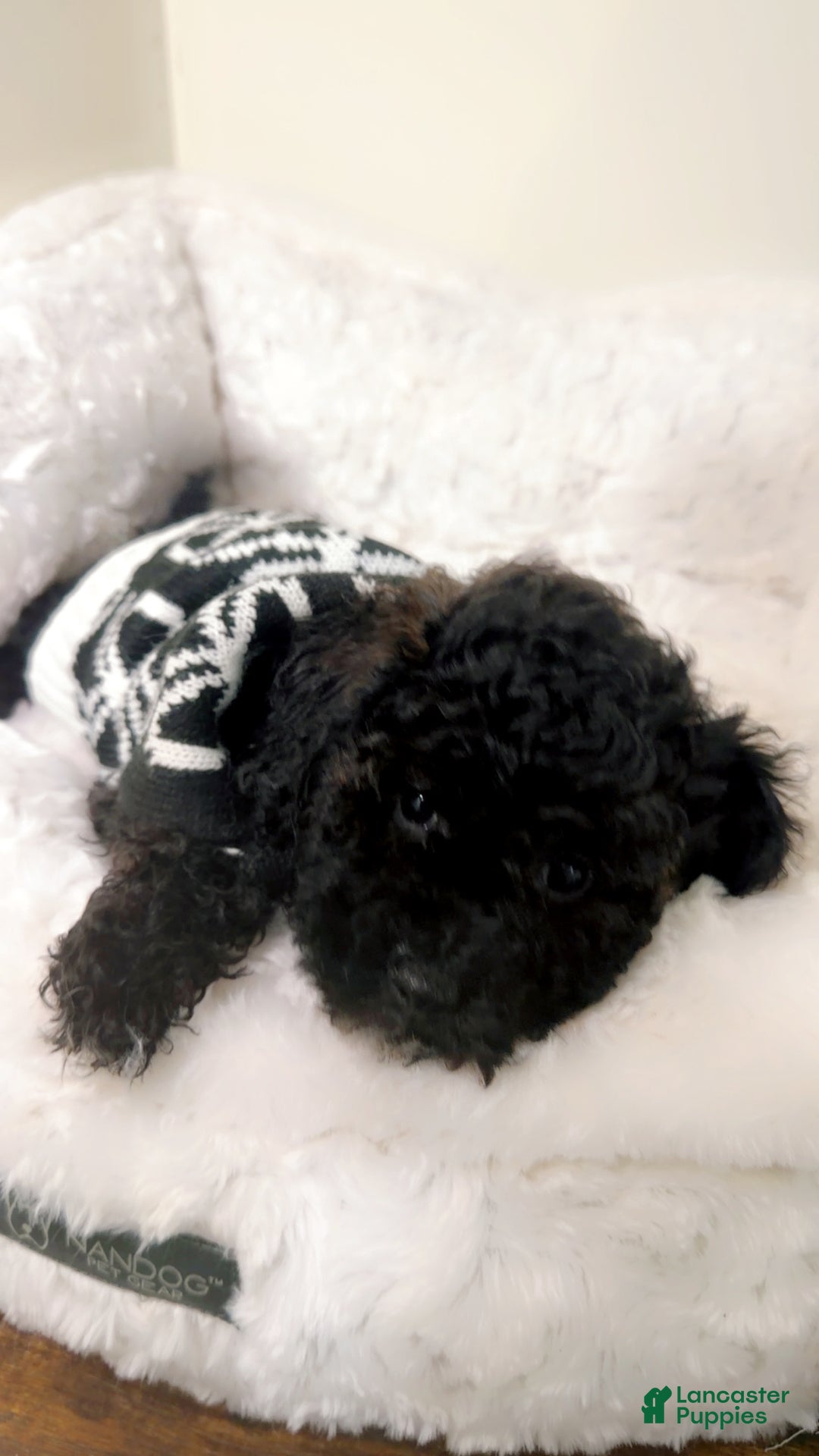 Maltipoo dogs for sale: Carter  - Ad 1