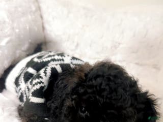 Maltipoo dogs Carter - Ad 29