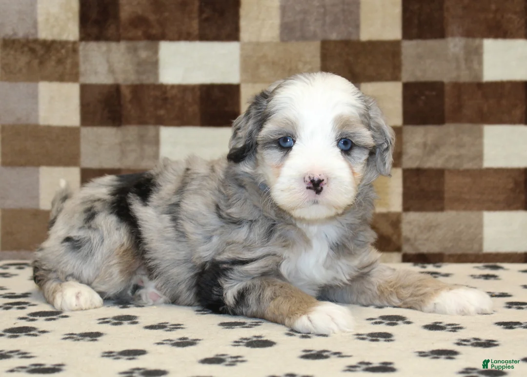 Mini Bernedoodle dogs for sale: Dawn - Ad 2