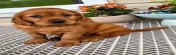 Miniature Golden Retriever dogs for sale: Marley - Ad 7