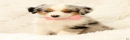 Miniature Australian Shepherd dogs for sale: Missy - Ad 8