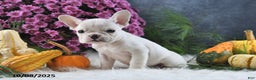 French Bulldog dogs for sale: Wrenlee - Ad 12