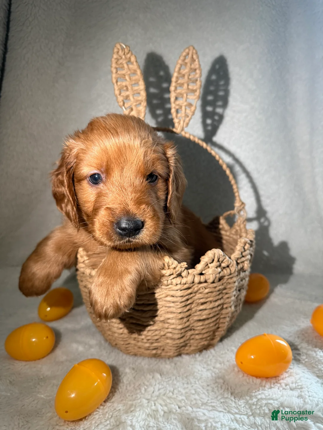 Goldendoodle dogs for sale: Ralph - orange - Ad 2