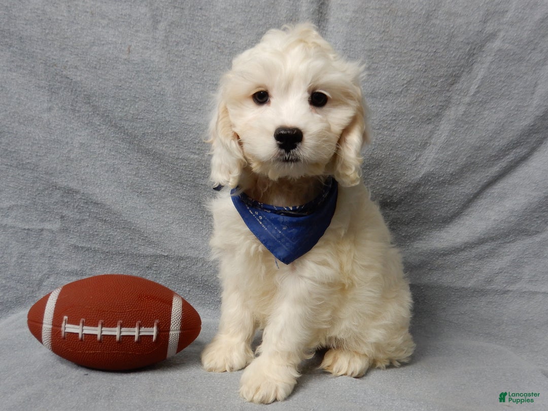 Cockapoo dogs for sale: Frosty - Ad 5