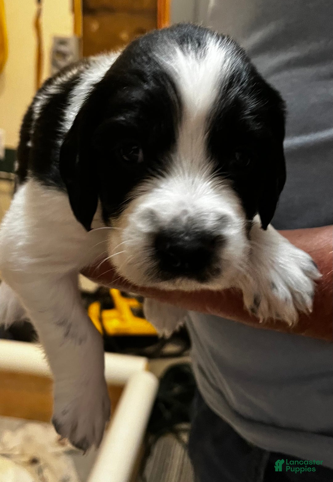 English Springer Spaniel dogs for sale: English Springer Spaniel Puppy 7 - Ad 4