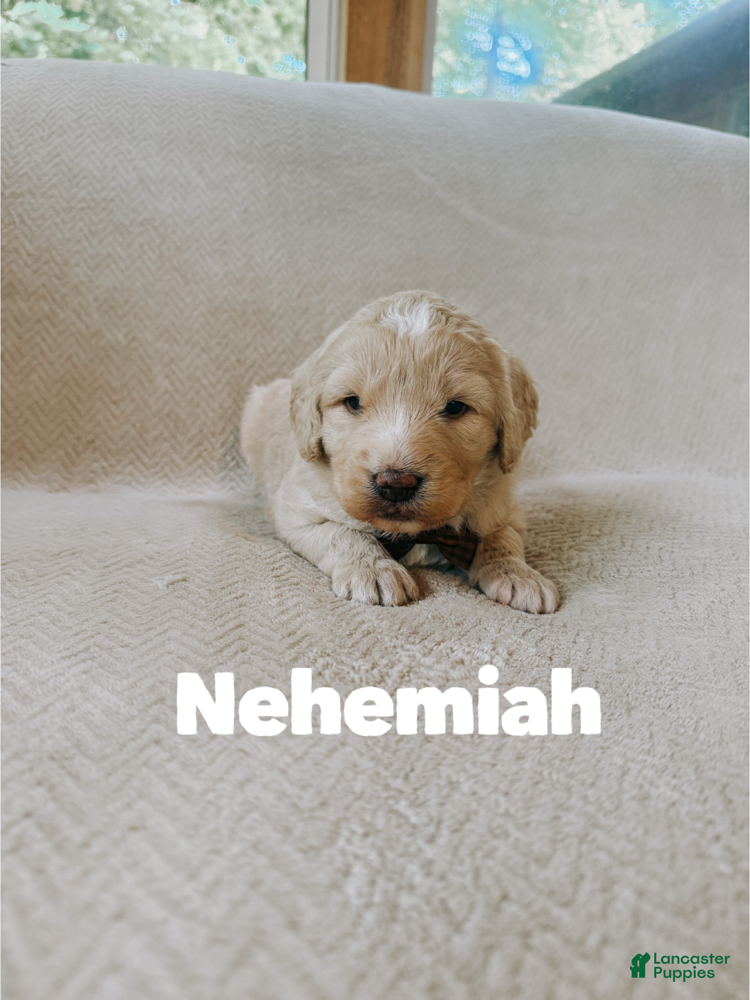 Saint Berdoodles dogs for sale: Nehemiah - Ad 12