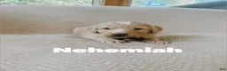 Saint Berdoodles dogs for sale: Nehemiah - Ad 1