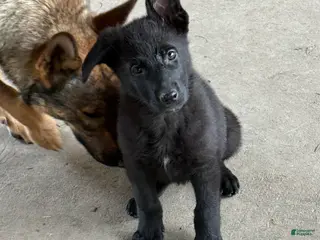 German Shepherd dogs German Shepherd Puppy 4 - Ad 20