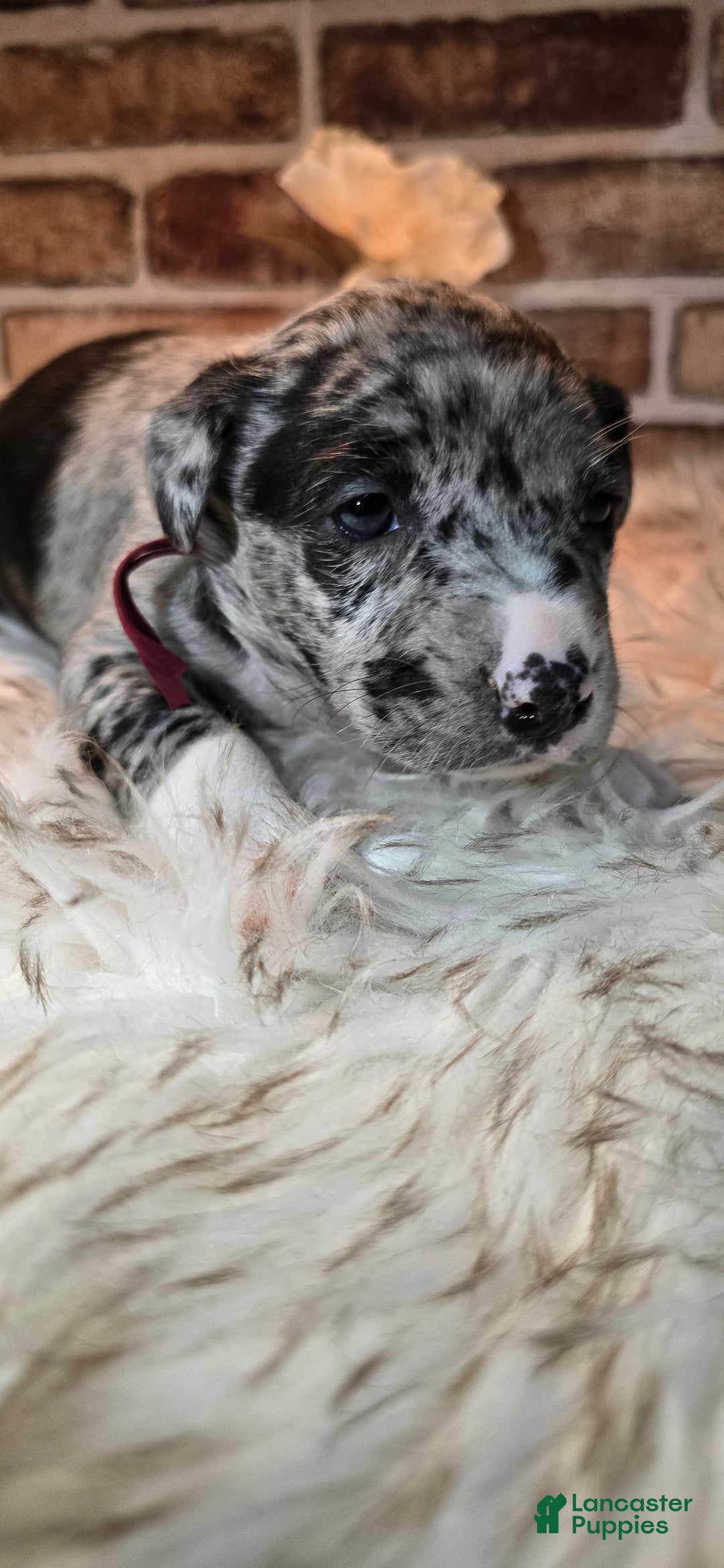 Mixed Breed dogs for sale: Willow - Ad 5