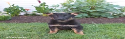 German Shepherd dogs for sale: Skye - Ad 3