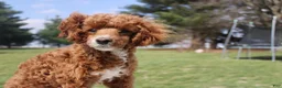 Miniature Poodle dogs for sale: Teddy - House and Crate Trained - Ad 1