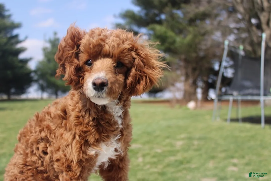 Miniature Poodle dogs for sale: Teddy - House and Crate Trained - Ad 1
