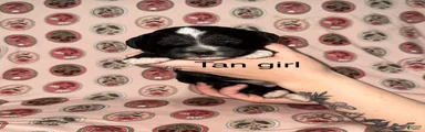 Tan collar girl 