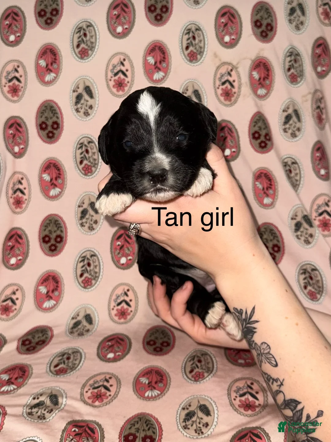 Mixed Breed dogs for sale: Tan collar girl  - Ad 1