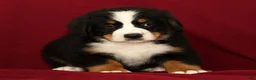 Bernese Mountain Dog dogs for sale: Buddy - Ad 9