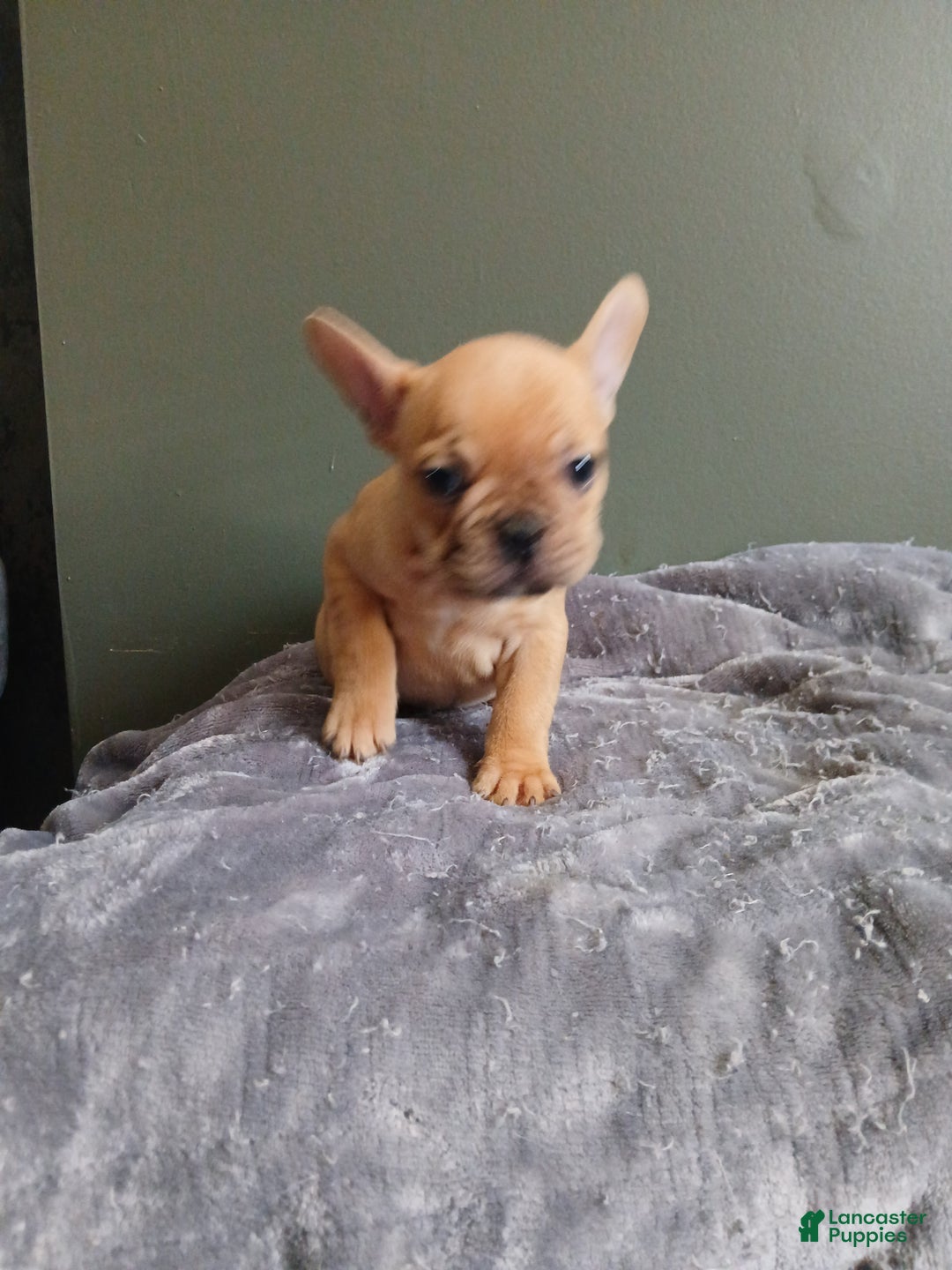 French Bulldog dogs for sale: French Bulldog Puppy 4 - Ad 2