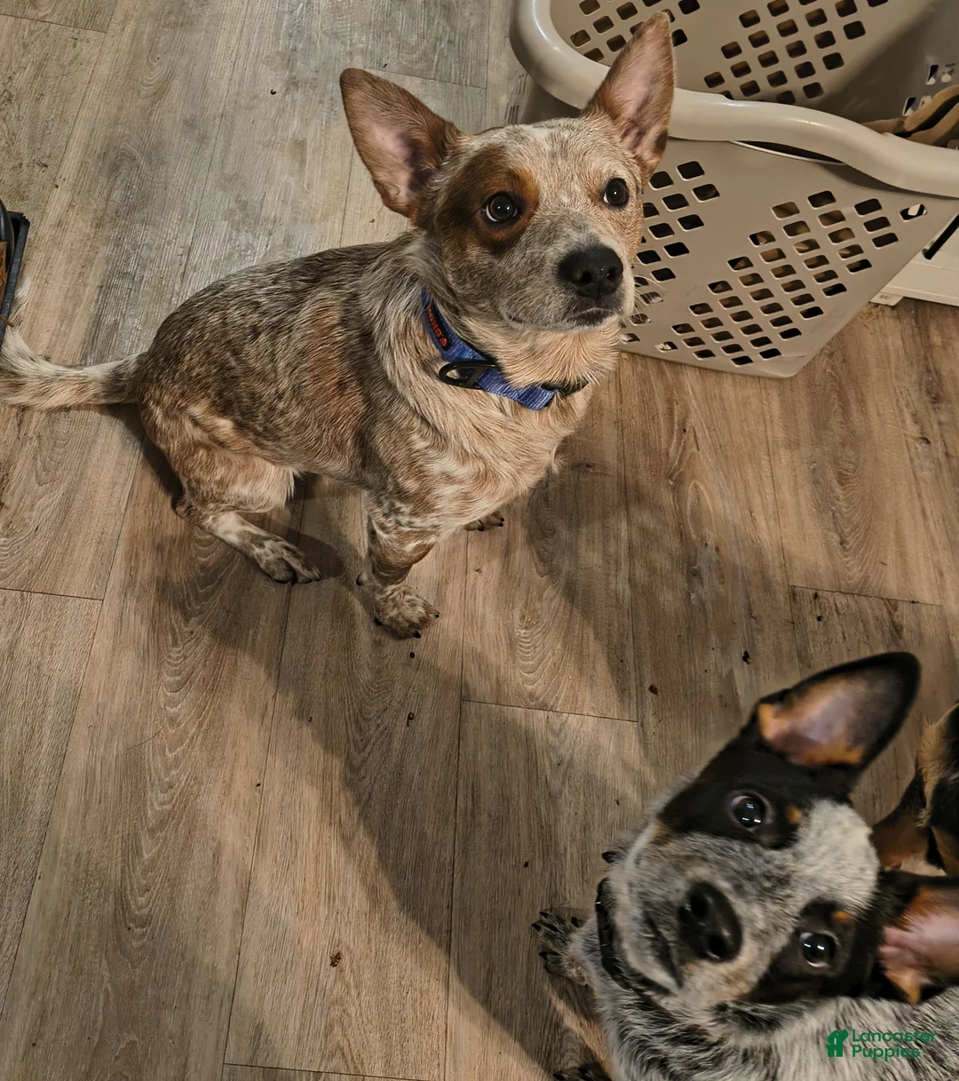 Australian Cattle Dog dogs for stud: STUD SERVICE $500 - Ad 3