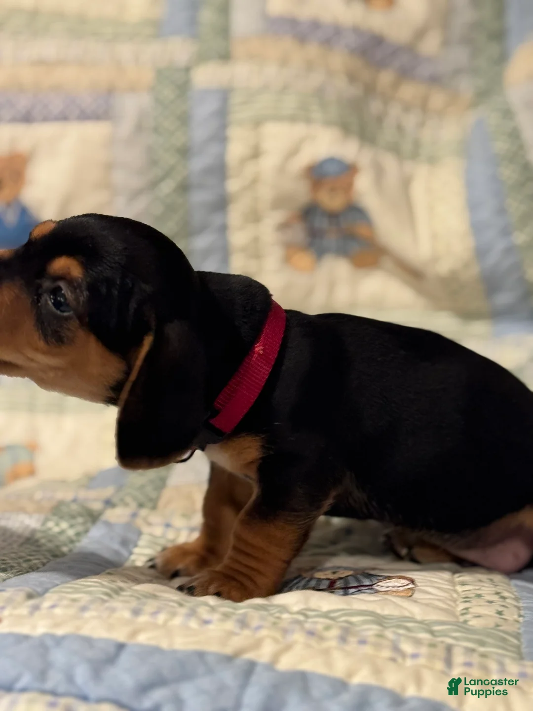 Mixed Breed dogs for sale: Rocky  - Ad 2