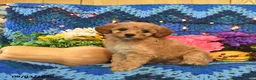 Mini Goldendoodle dogs for sale: Bundles - Ad 3