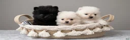 Pomeranian dogs for sale: Pomeranian 1 - Ad 2