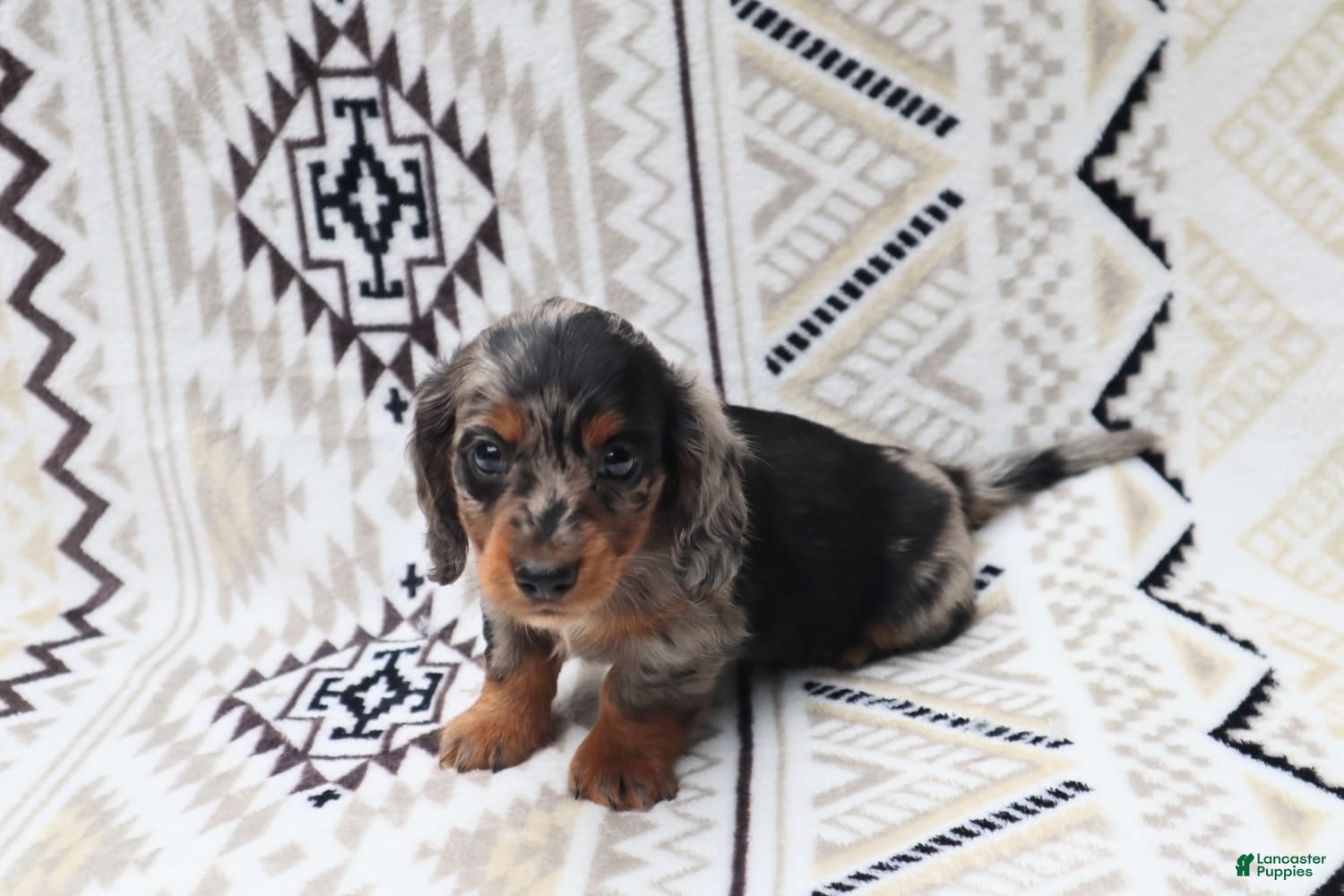Miniature Dachshund dogs Teddy - Ad 2