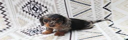 Miniature Dachshund dogs for sale: Teddy - Ad 2