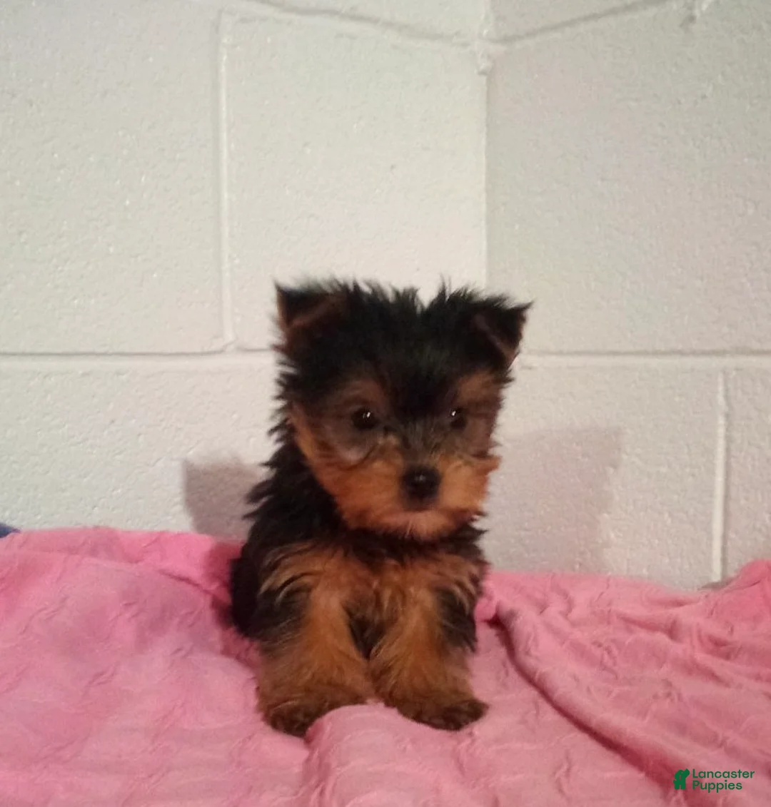 Yorkshire Terrier dogs for sale: Sage - Ad 1