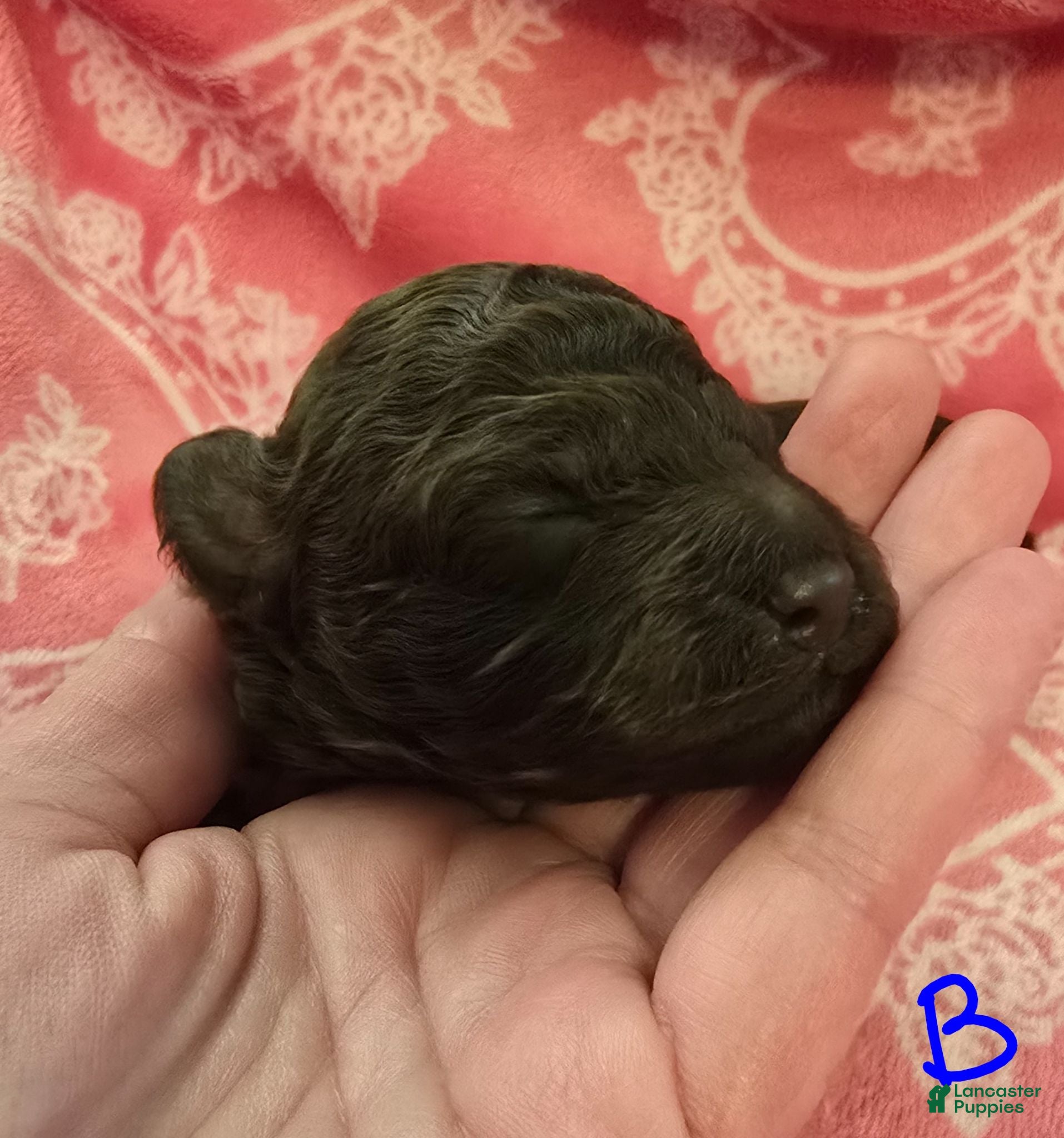 Toy Poodle dogs Toy Poodle 2 - Ad 2