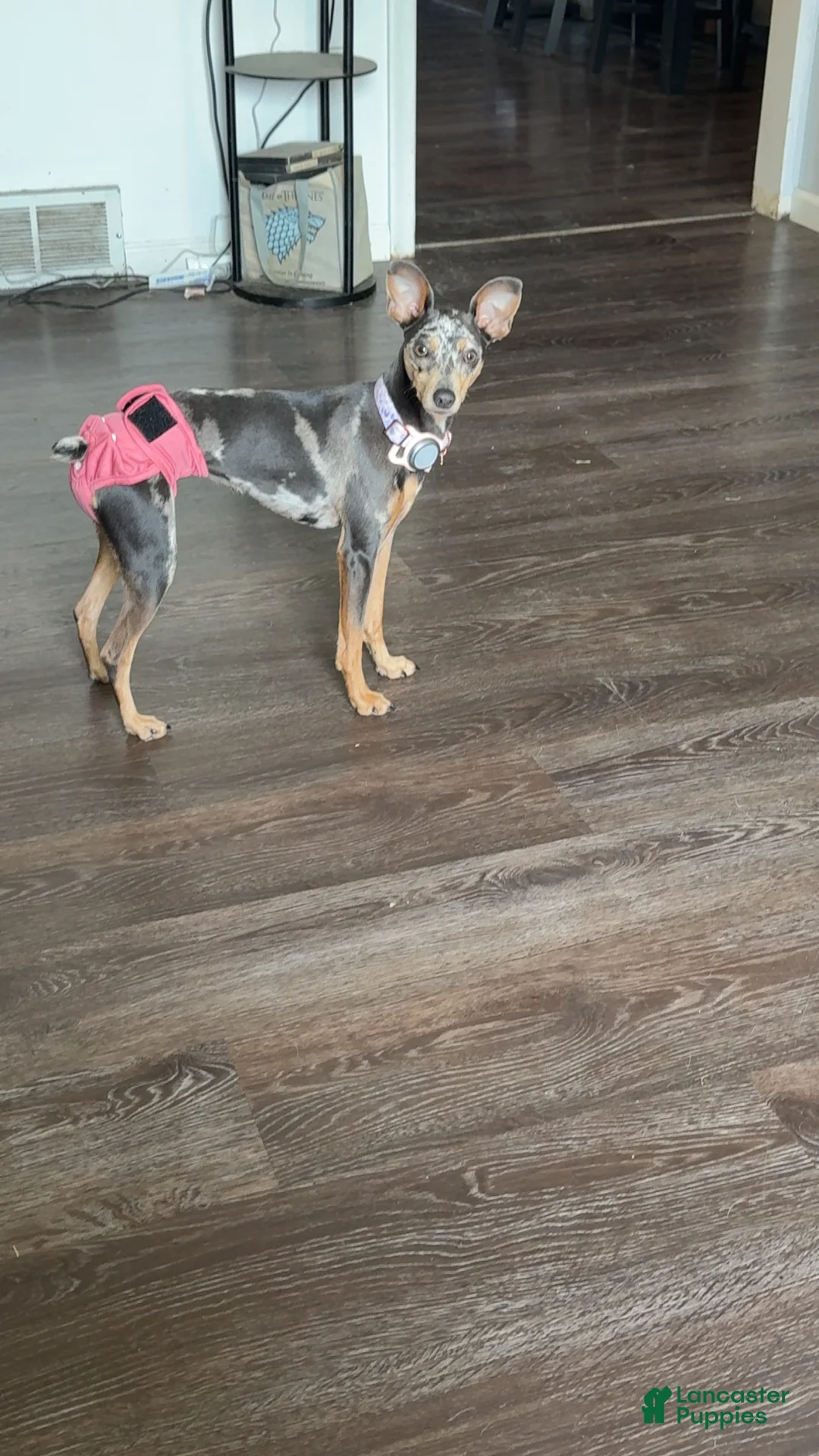 Miniature Pinscher dogs for sale: Miniature Pinscher Puppy 1 - Ad 4