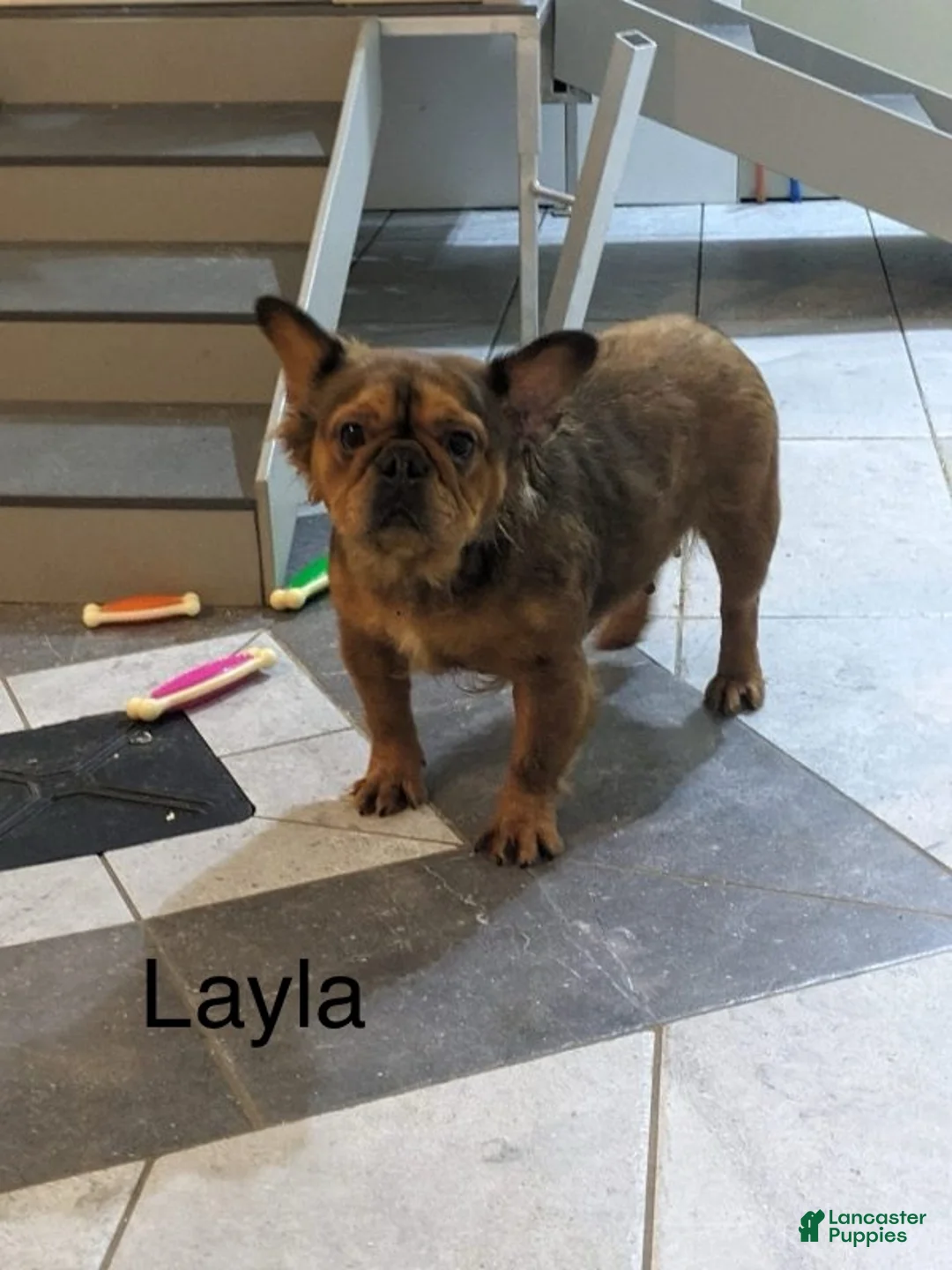 French Bulldog dogs for sale: Chester - Ad 11