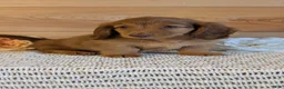 Miniature Dachshund dogs for sale: Heath  - Ad 8