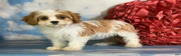 Cavapoo dogs for sale: Cinnamon  - Ad 4