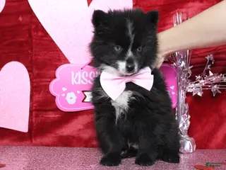 Pomsky dogs Luey - Ad 38