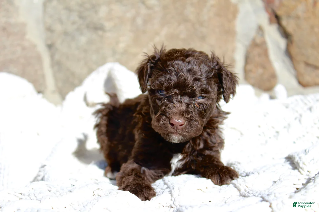 Portuguese Water Dog dogs for sale: Buba - Ad 1