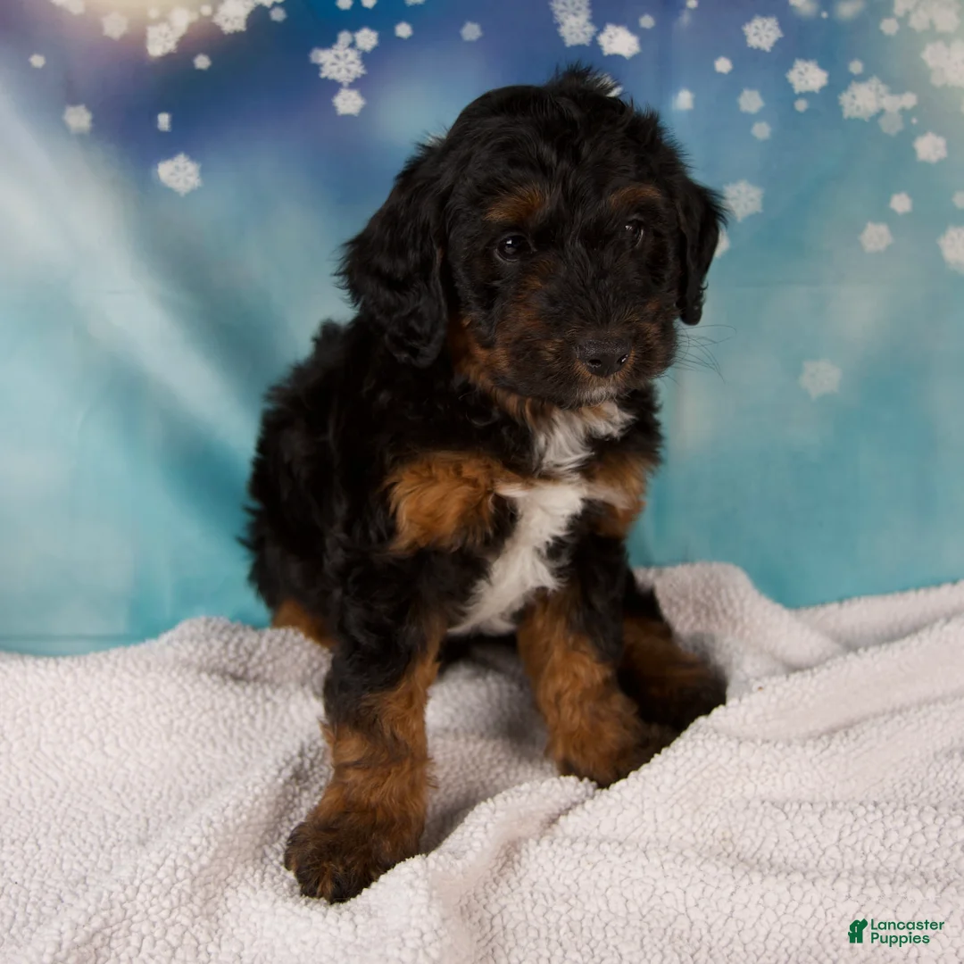 Mini Bernedoodle dogs for sale: Curtis - Ad 3
