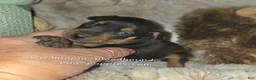 Miniature Pinscher dogs for sale: Cora black tan - Ad 2