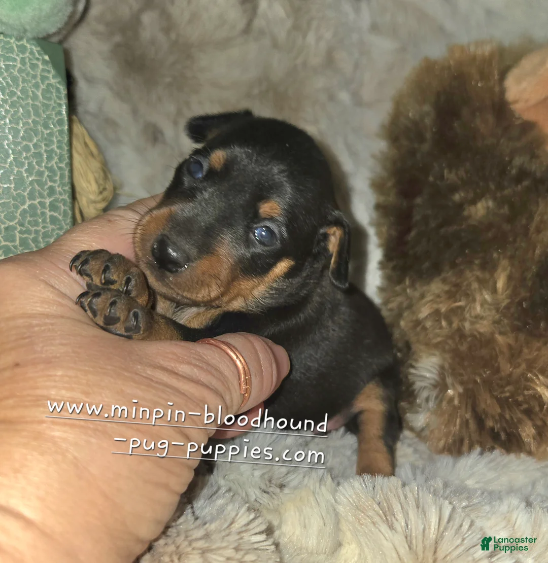 Miniature Pinscher dogs for sale: Cora black tan - Ad 2