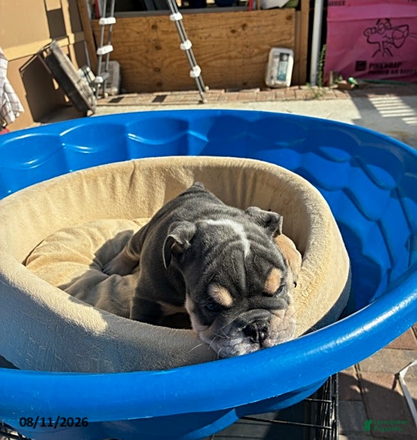 English Bulldog dogs Hershee - Ad 2
